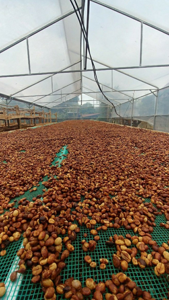 Cà phê Arabica Cầu Đất, 100% cafe mộc rang xay, có thể pha phin và pha máy - 500g hạt,bột | Work Coffee