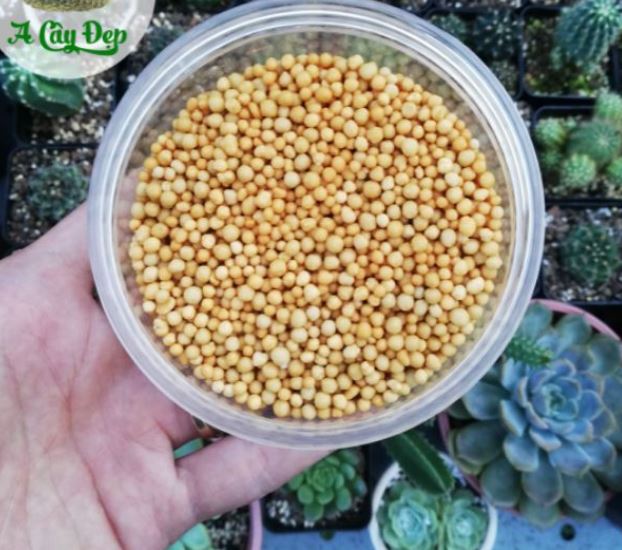 PHÂN TAN CHẬM DÀNH CHO SEN ĐÁ - XƯƠNG RỒNG