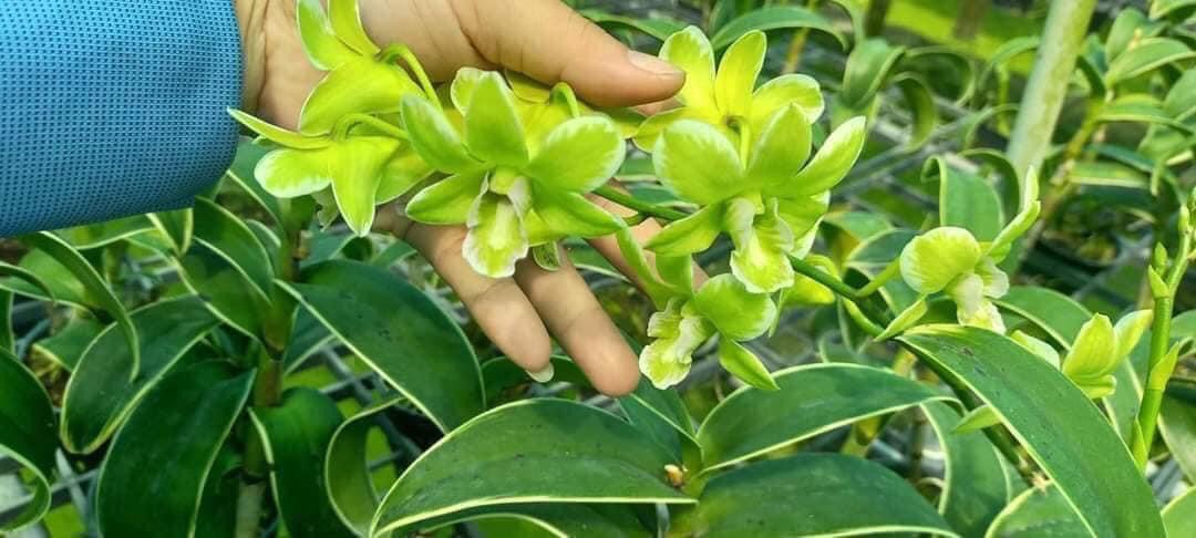 Hoa lan denro chớp mekong cây trưởng thành - Cây giống đẹp, giá rẻ, uy tín là vàng