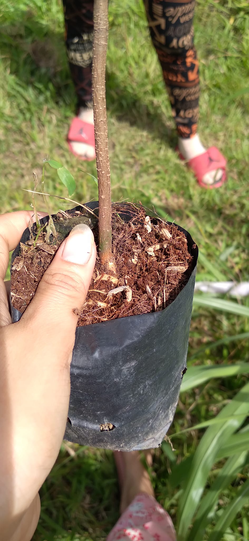 Mai Con Quấn Rễ Cao Từ 50cm Đến 55cm