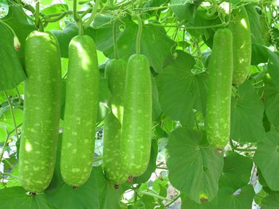 5 Hạt giống Bầu xị