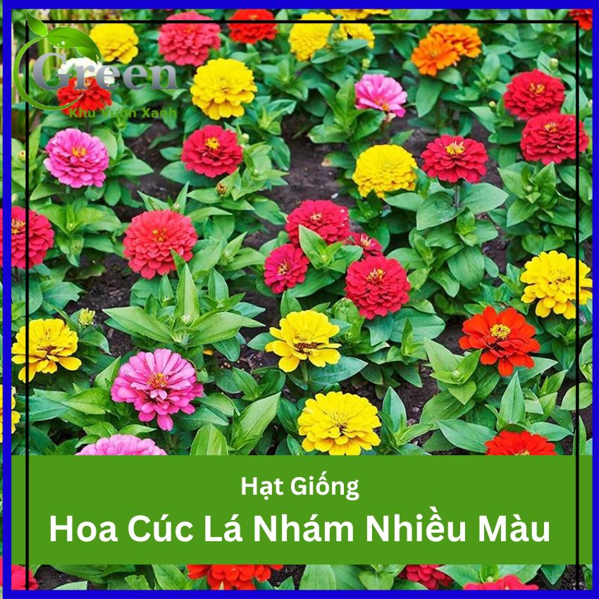 Hạt Giống Hoa Cúc Lá Nhám Kép (Cúc Zinnia) Nhiều Màu Trồng Quanh Năm, Nhanh Cho Hoa (Gói 0.1 gam ~ 20 hạt)