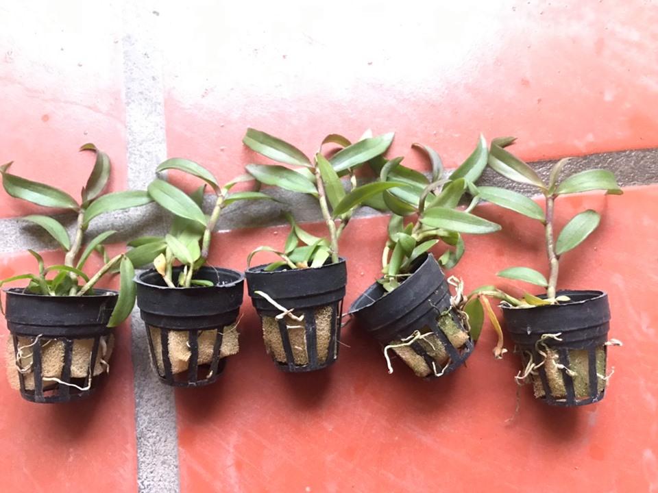 Mặt trời bangkok cây giống