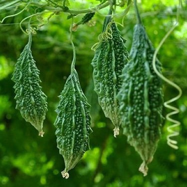 Hạt Giống Khổ Qua Rừng (Mướp Đắng Rừng)