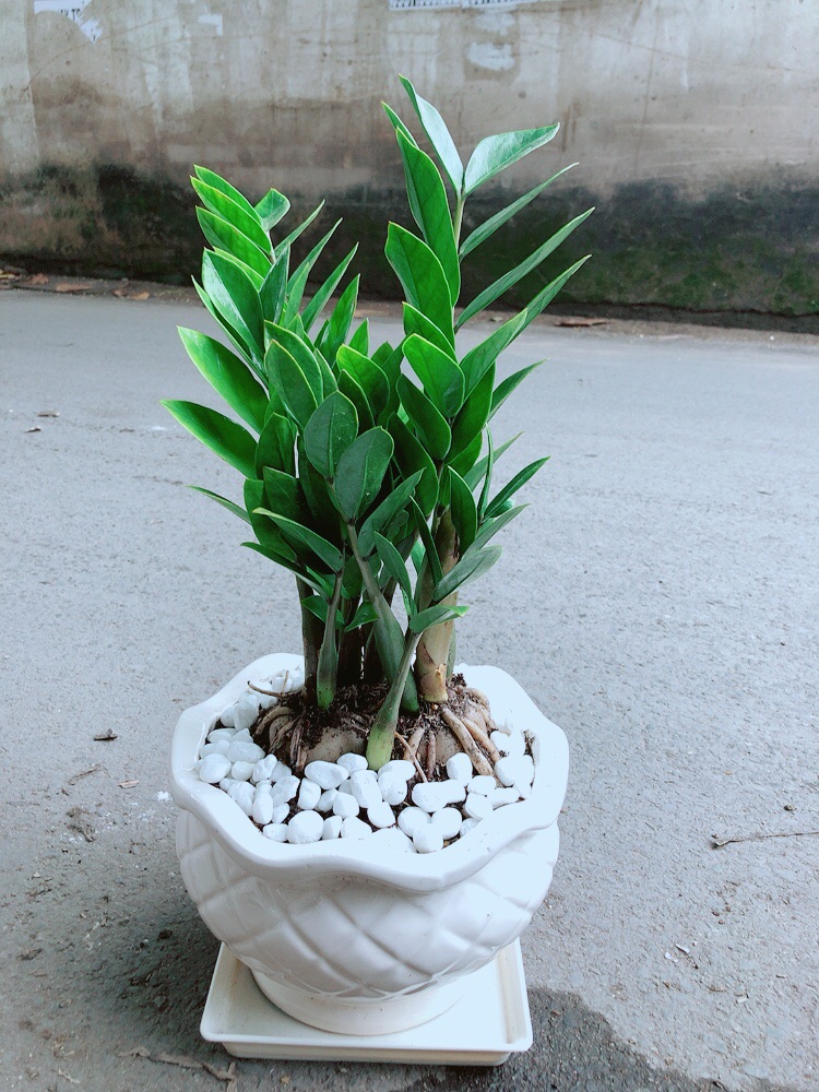 [HCM]Chậu Cây Kim Tiền