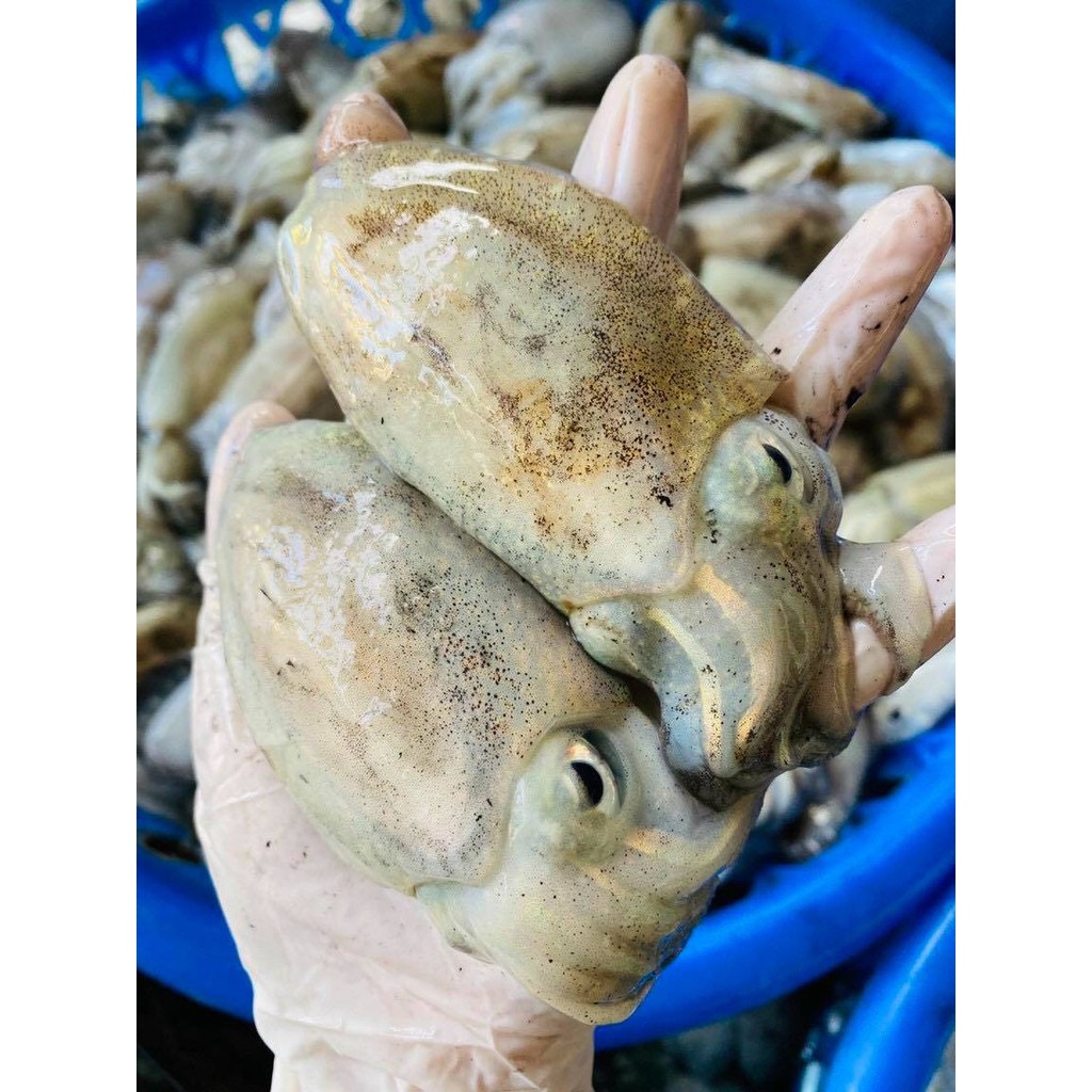 ✆  Mực Bầu 1KG ( Nang Nút)