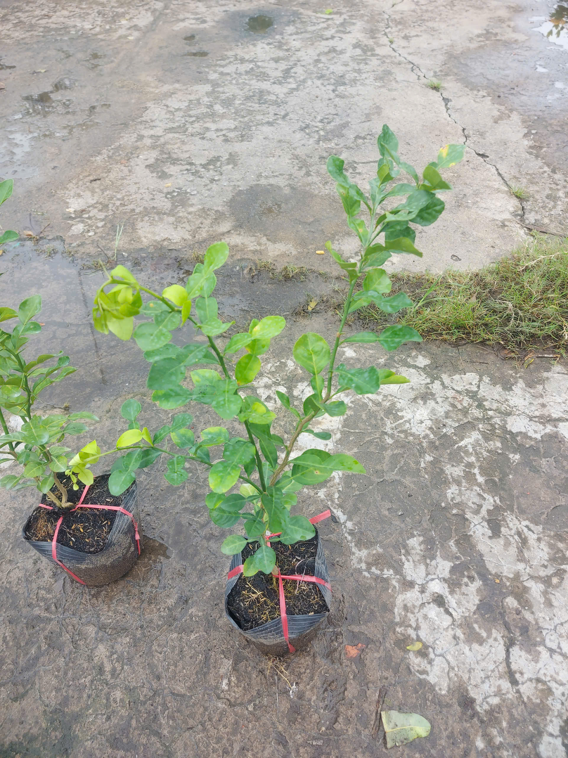Cây giống Cây Chúc (chanh thái) - CayGiongTot