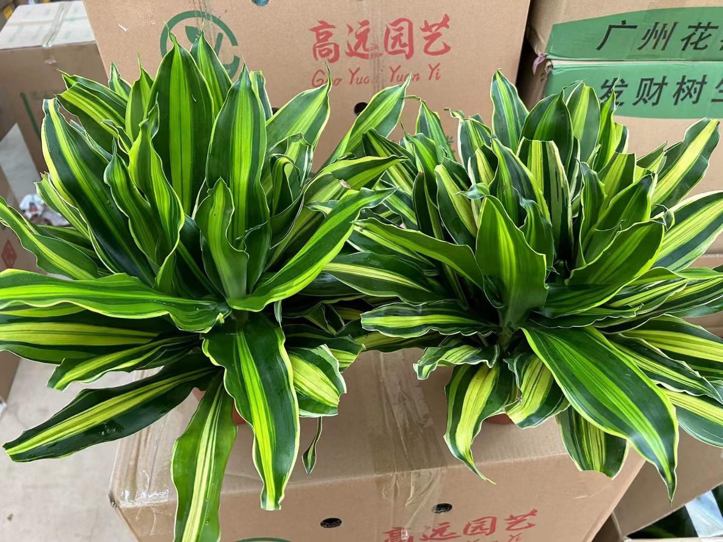 Chậu cây thiết mộc lan như ảnh