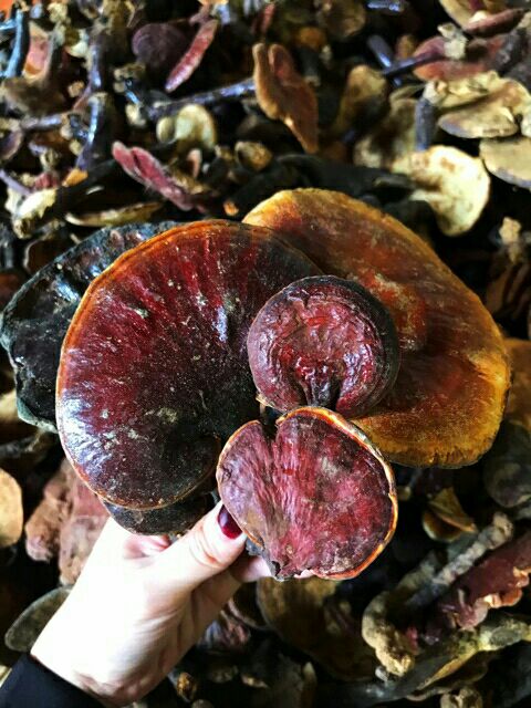 500g nấm lim xanh