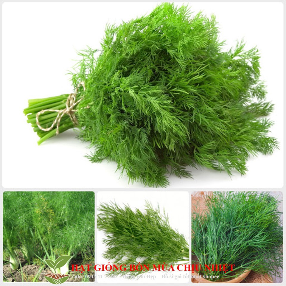 49A Hạt Giống Thì Là Bốn Mùa 300 hạt