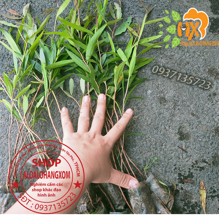 Combo 50 cây tràm úc -cây giống