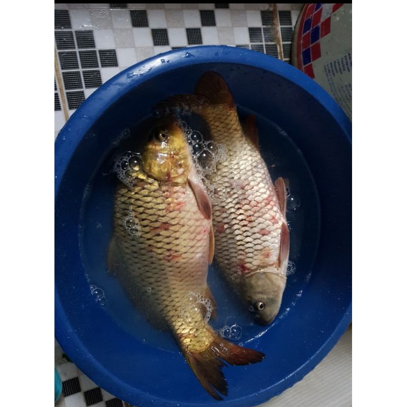 Tinh sữa câu cá chép Baisa