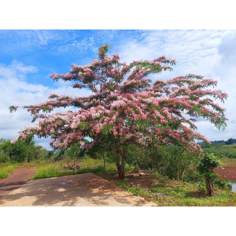 cây giống muồng anh đào