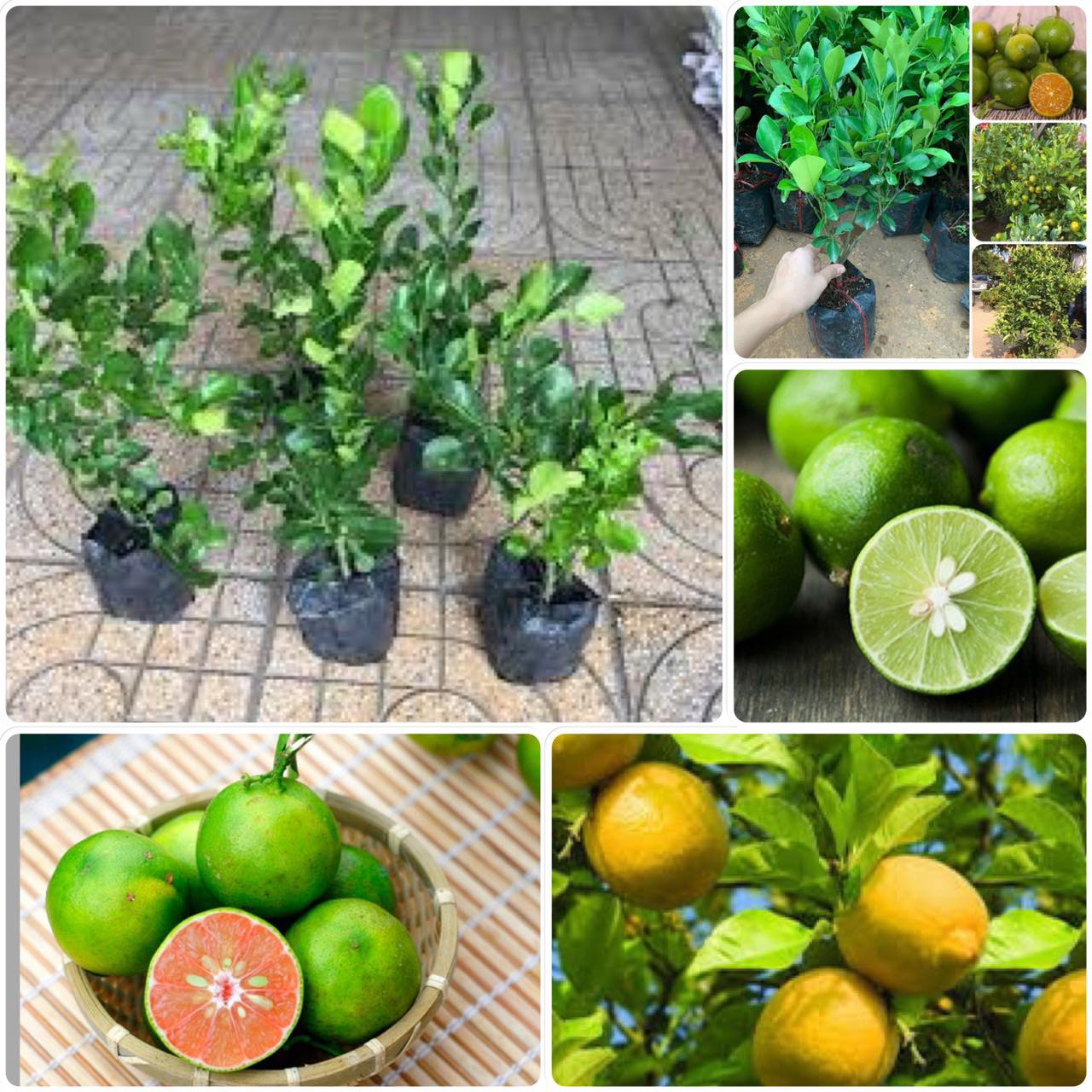 Cây giống Chanh không hạt ( Tứ Quý).