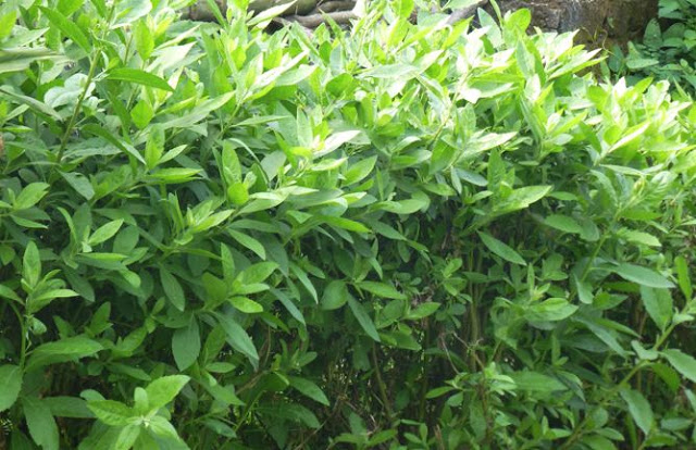 CÂY CÚC TẦN (CÂY ĐẠI BI , CÂY TỪ BI XANH)- CÂY GIỐNG