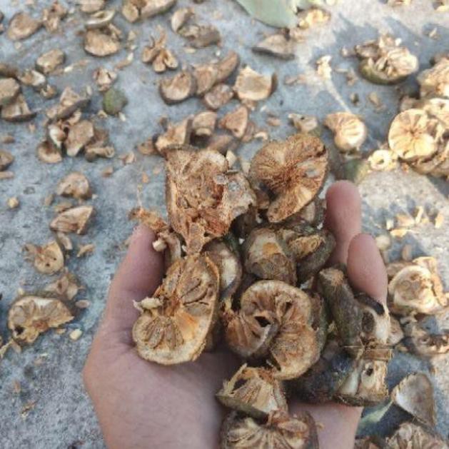Quả bình bát khô