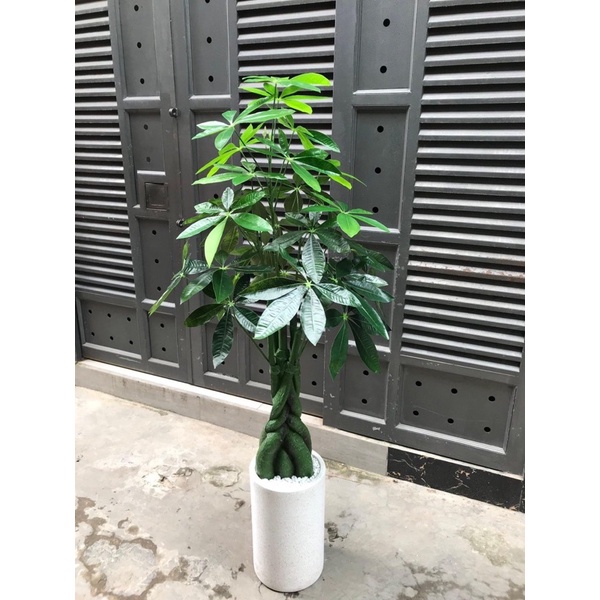 Cây kim ngân giả - Size 170cm - Cây giả, hoa lụa Decor trang trí nhà cửa