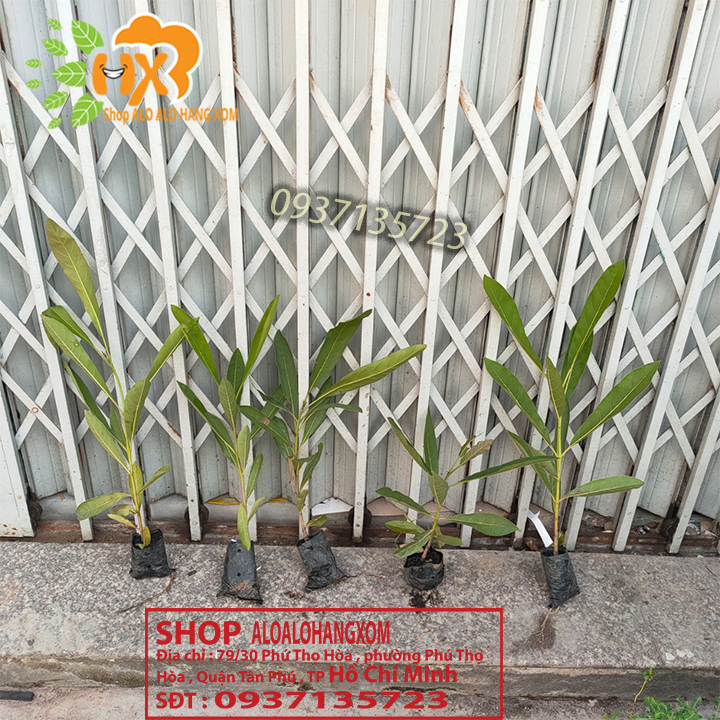 Cây hoa chuông vàng cây giống