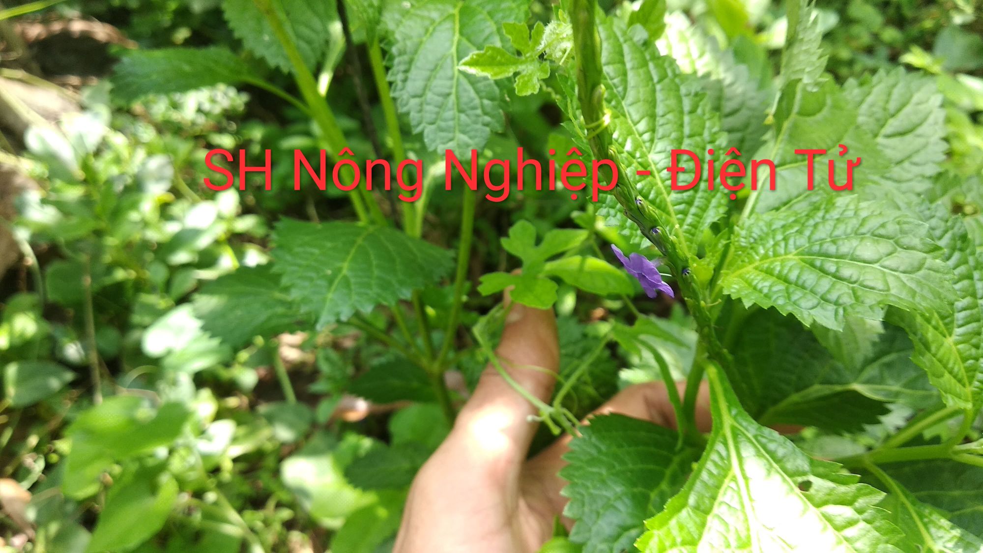 Cây đuôi chuột hoa tím ( 10c)