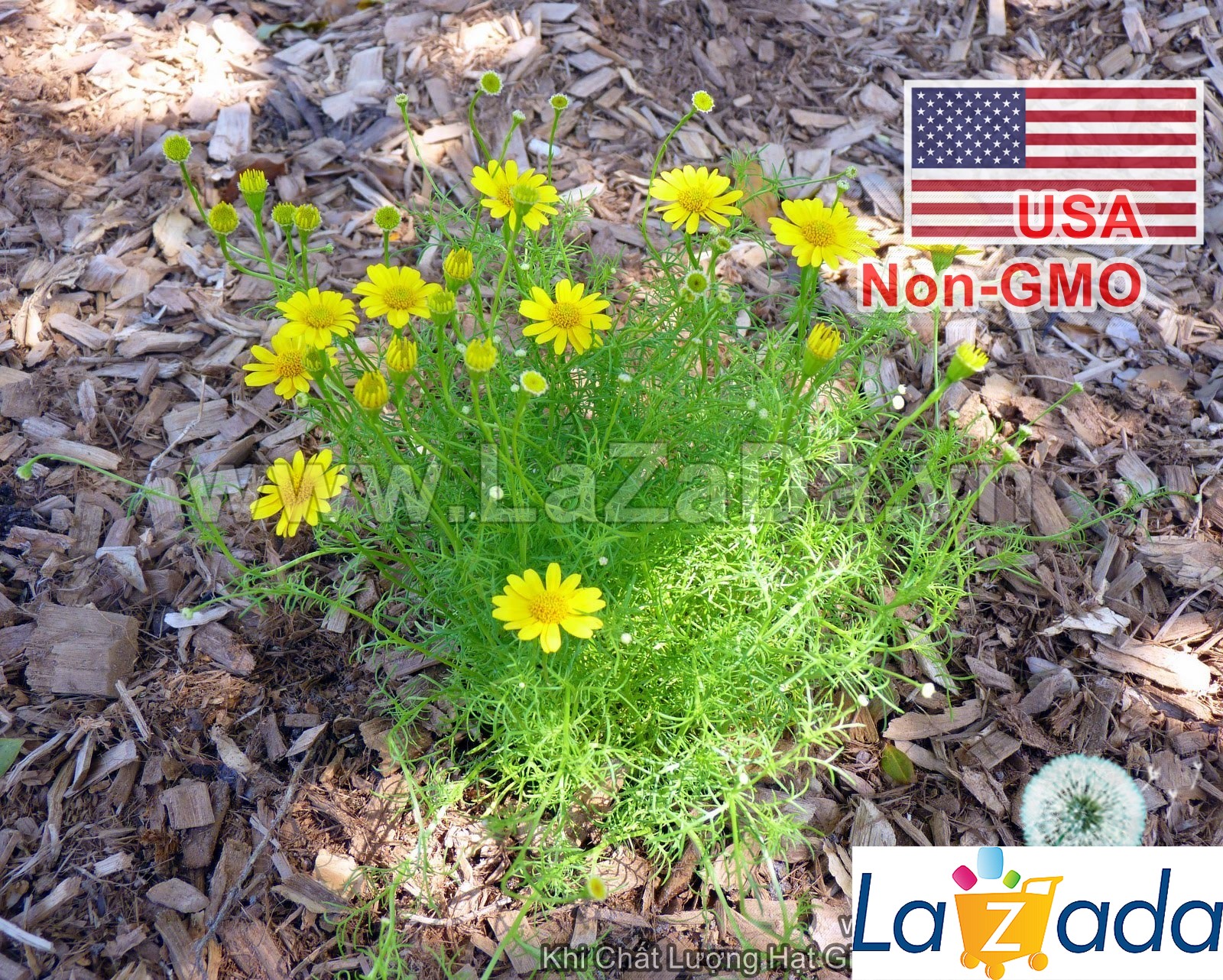 1000.HẠT Hạt Giống Hoa Cúc Sao Băng USA (| -KD: B25*V74)