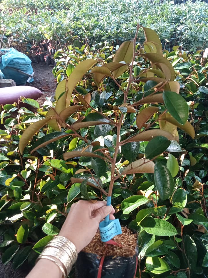 Câu VÚ SỮA TÍM MICA GHÉP HÀNG CHOAI (tem chuẩn giống)