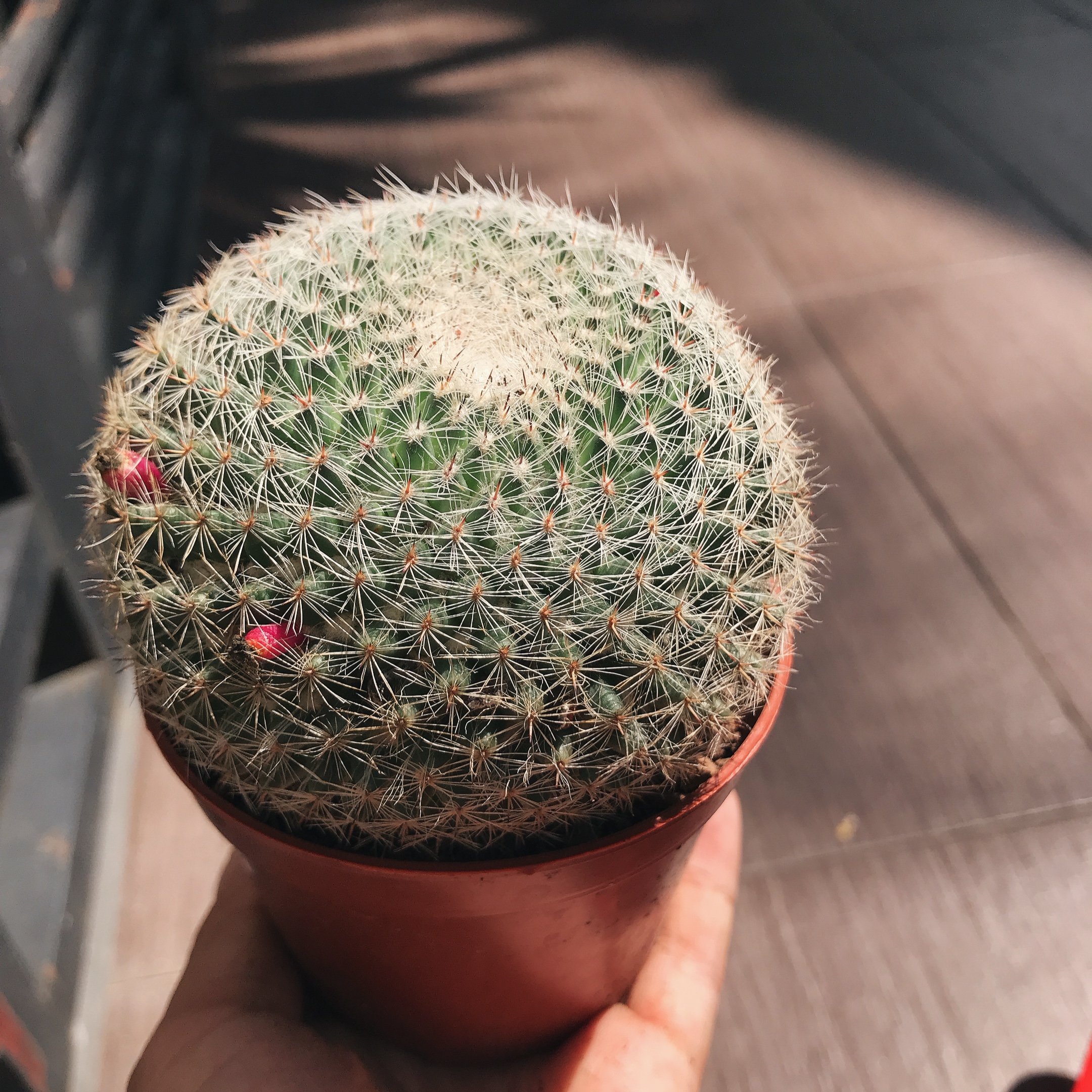 Xương rồng Bánh sinh nhật