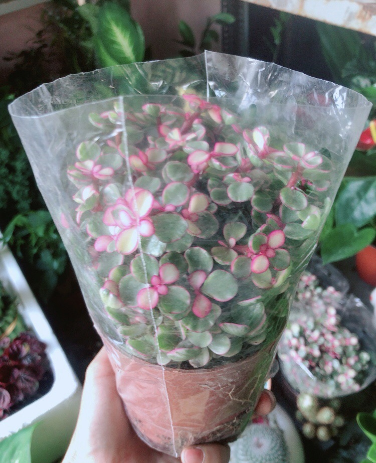 Cây Cành Vàng Lá Ngọc