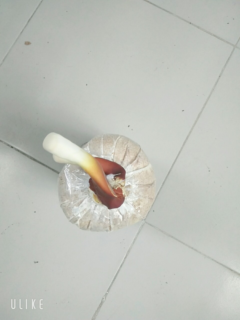Phôi nấm linh chi đỏ