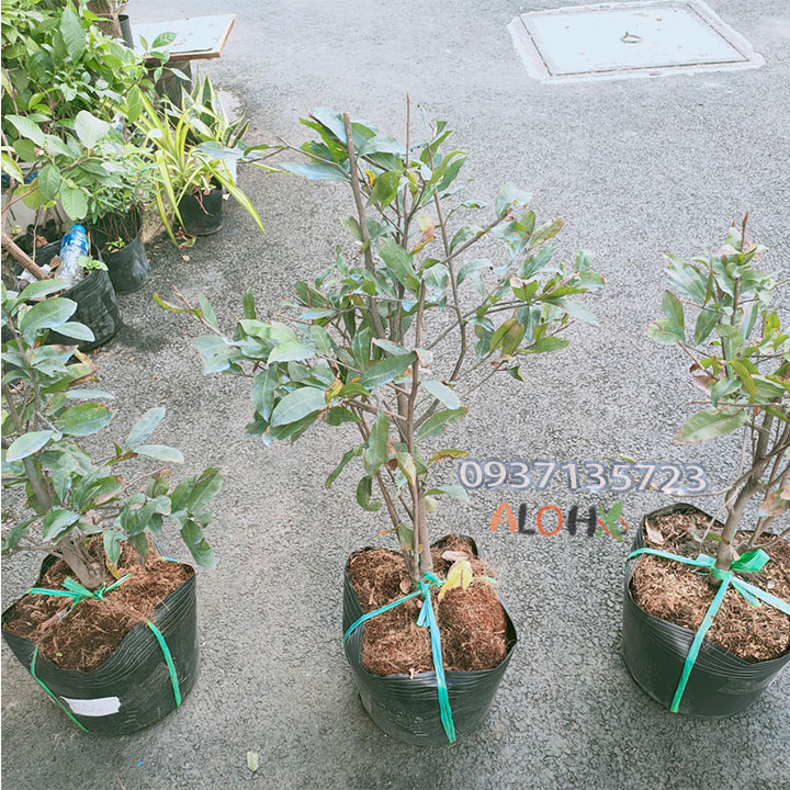[HCM]cây mai vàng [ mai giảo ] -từ 6-12 cánh