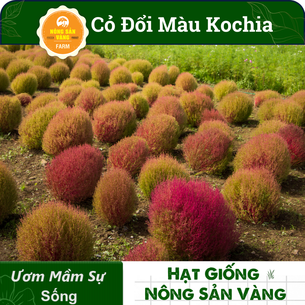 Grass seed Đổi color kochia (pack 100 seeds)