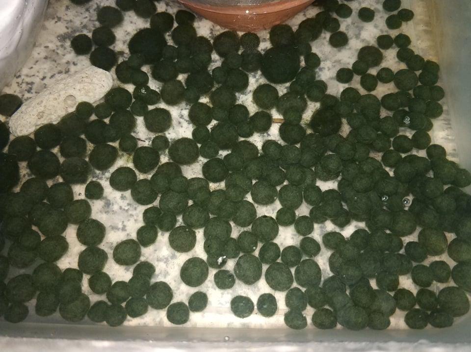 [HCM]Marimo tảo thủy sinh Nhật Bản