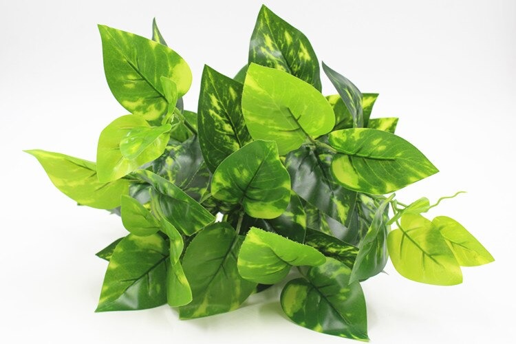 Cụm Cỏ Lá Trầu Bà Đốm Dài 20cm