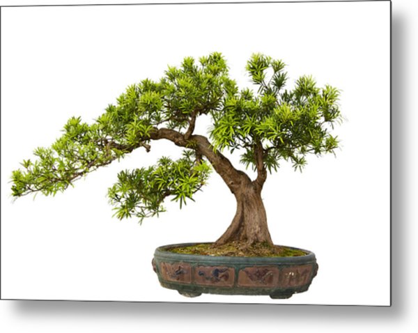 Cây giống tùng la hán bonsai