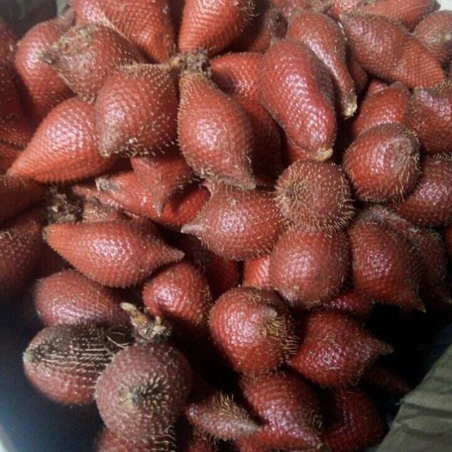 Cây giống mây thái,siêu quả siêu ngon, siêu kinh tế