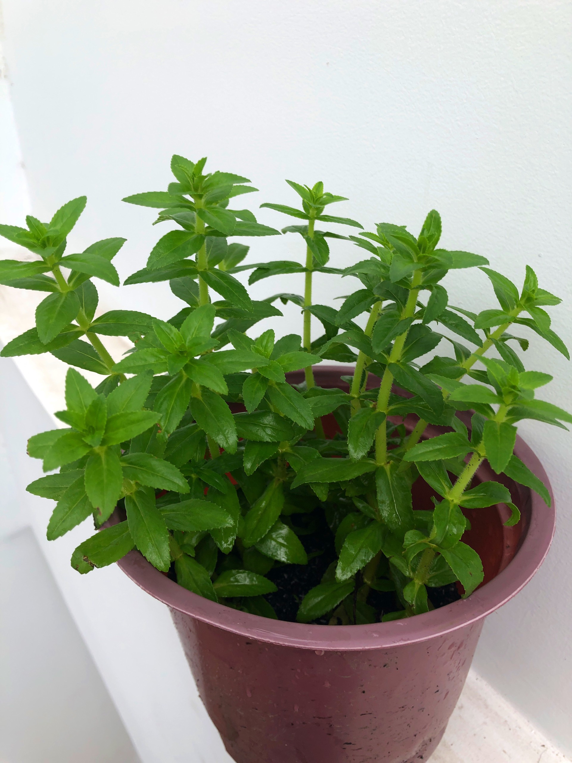 Cây Ngò Om, cây cao 20 - 30cm, chậu 18cm