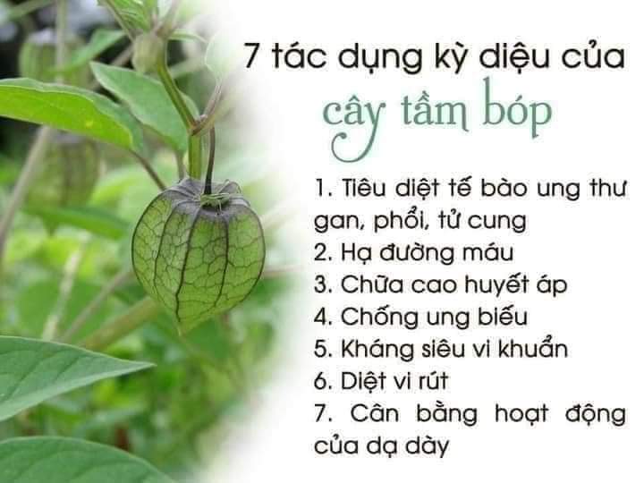(Dược liệu khô) Cây Tầm Bốp 500g phơi khô (Cây thù lù cạnh, bôm bốp, bùm bụp, lồng đèn)