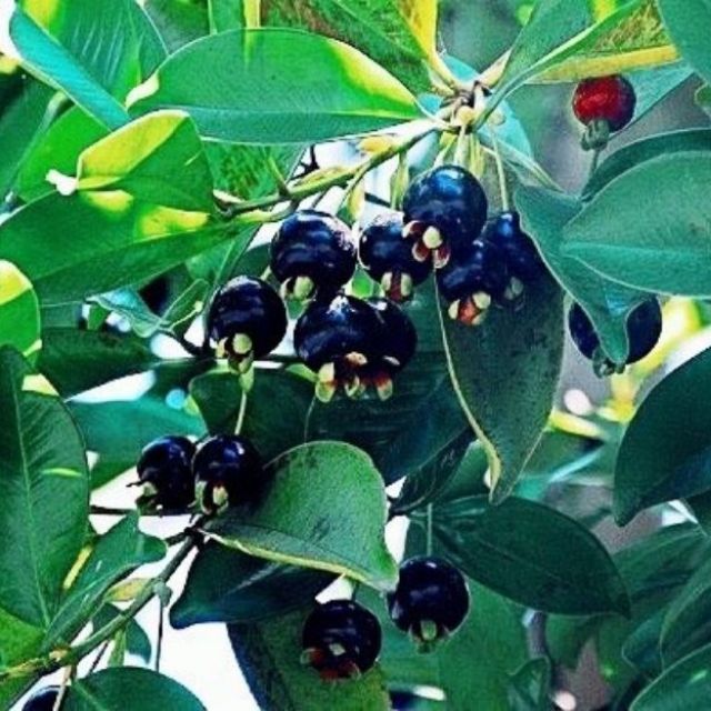 Giá Gốc - Cây cherry brazil chịu nhiệt bầu to, cây đẹp.