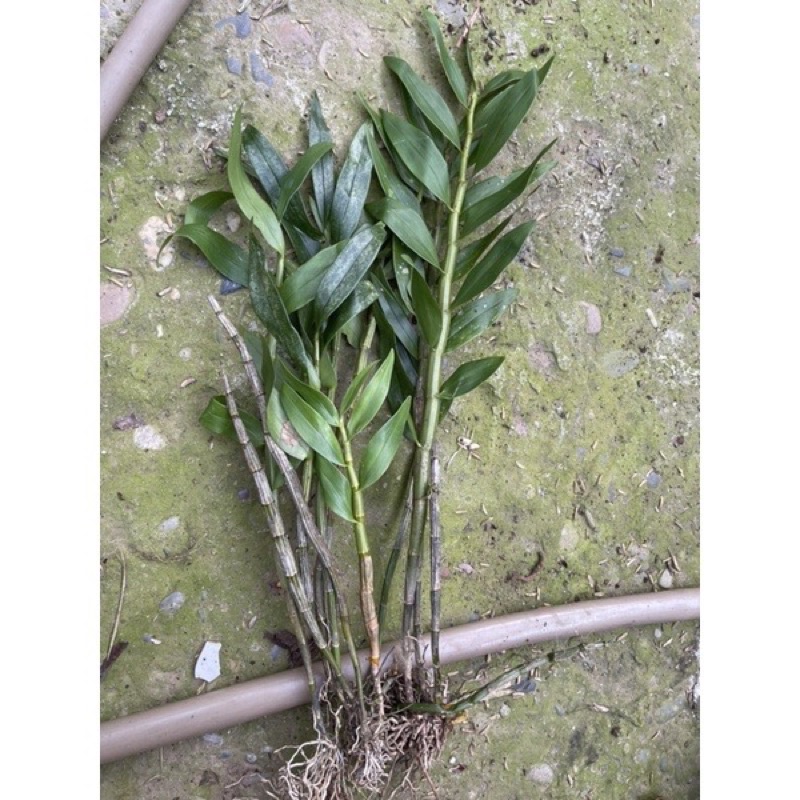 Hoa lan hoàng thảo kèn(1 bó)