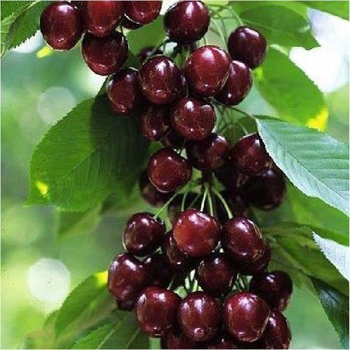 Hạt giống cây ăn trái cherry nhiệt đới - 10 hạt/Kèm gói kích thích hạt nảy mầm