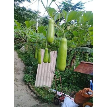 HạT GiốNg BầU BốN MùA TháI Lan
