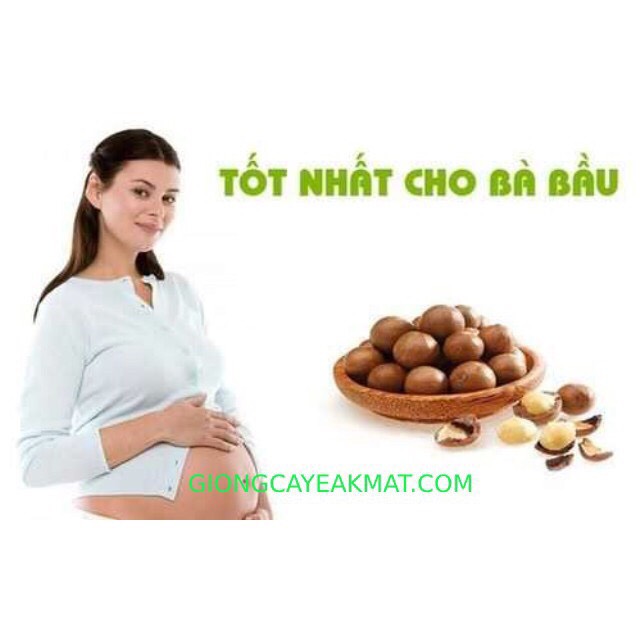 [HCM]Hạt Macca Úc nứt vỏ Túi Fornutst /500gr (mẫu mới)