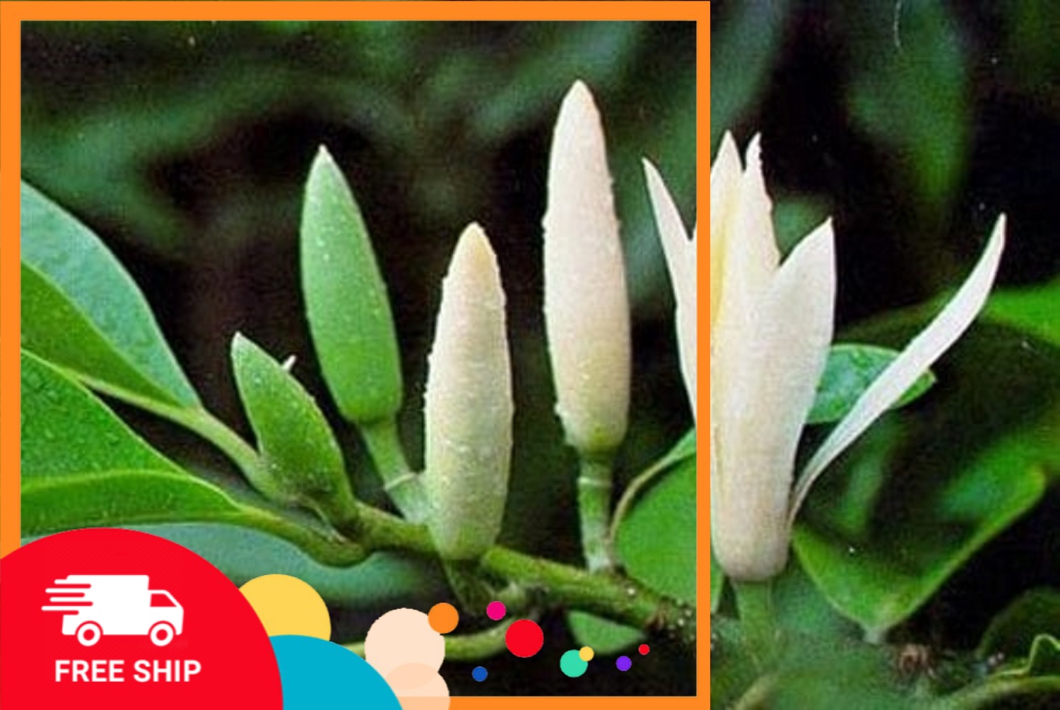 Chậu cây NGỌC LAN TRẮNG, sắp hoa, đã ra hoa, hoa cực thơm, bầu lớn cây cực đẹp