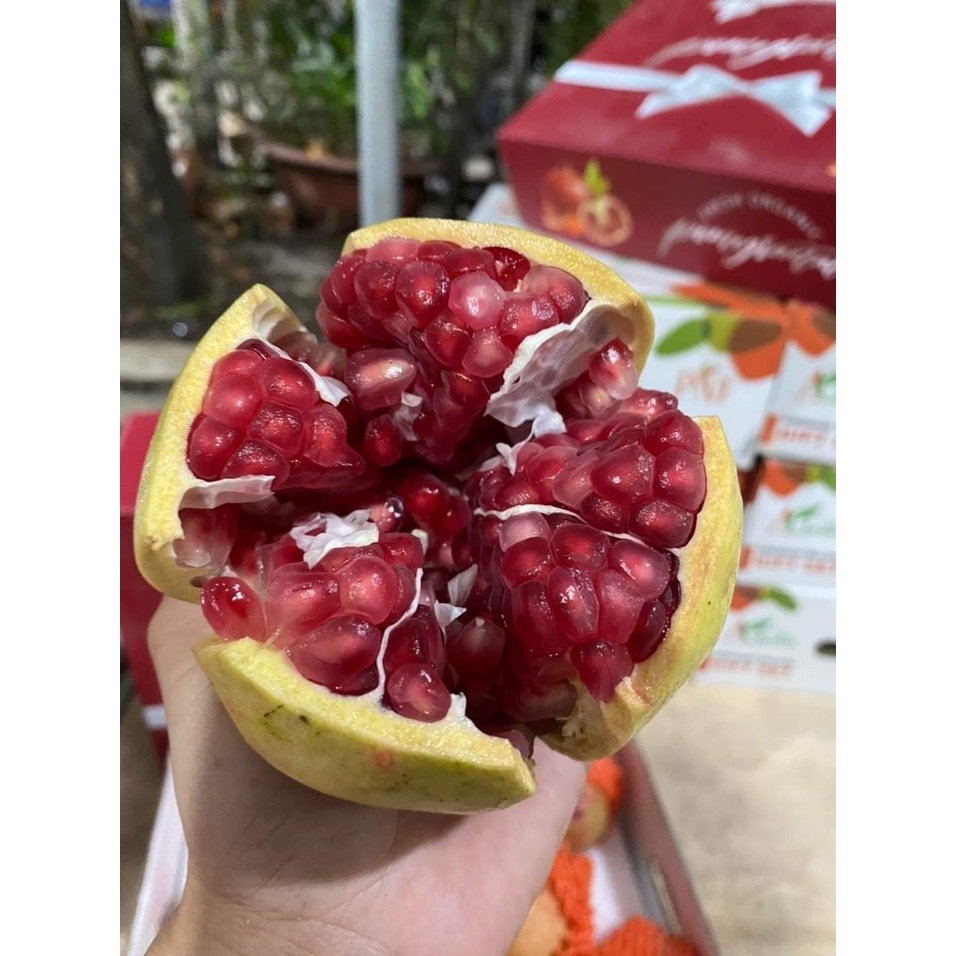 CÂY LỰU LÙN THÁI LAN SIÊU QUẢ ( TRỒNG CHẬU ĐƯỢC )