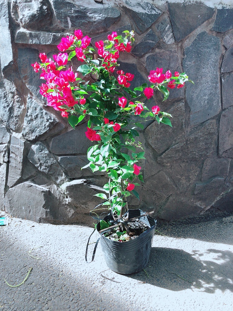 Cây Hoa Giấy