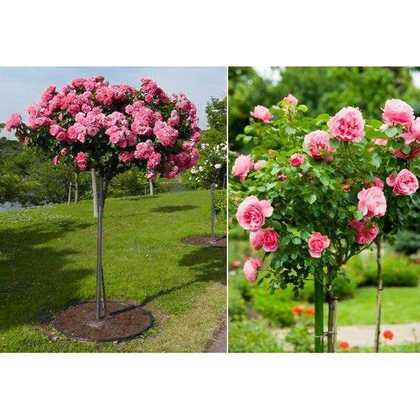 Hạt giống Hoa hồng cây (hồng thân gỗ)