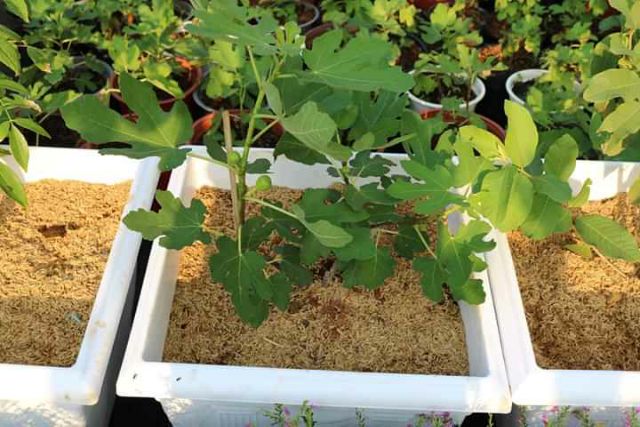 Cây sung mỹ combo 2 cây Sung Mỹ...