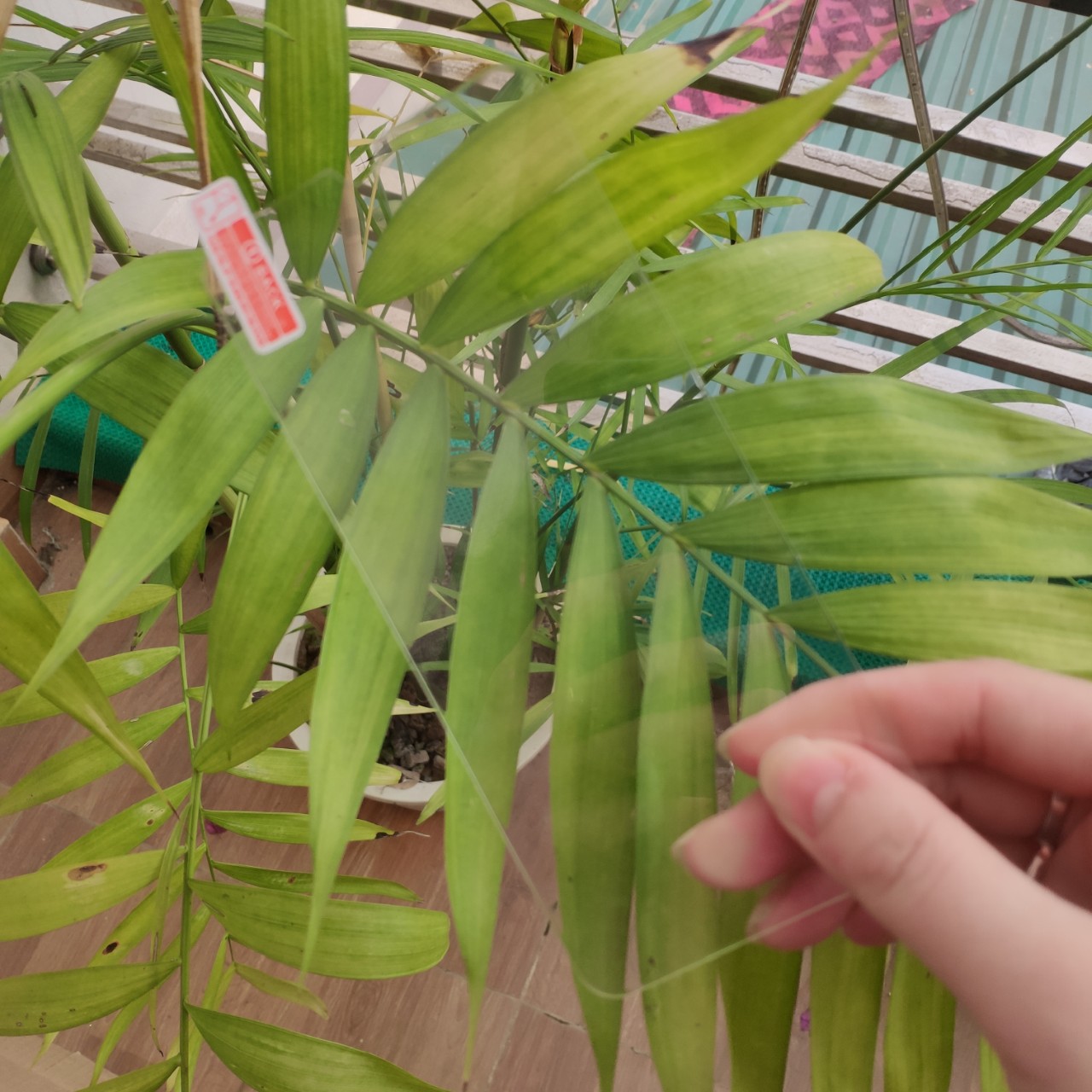 Cường Lực 2.5D dành cho Vsmart Joy 3