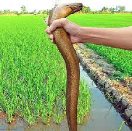 [CÂU LƯƠN] Lưỡi câu lươn tóm sẵn Thép Hoàn Lực
