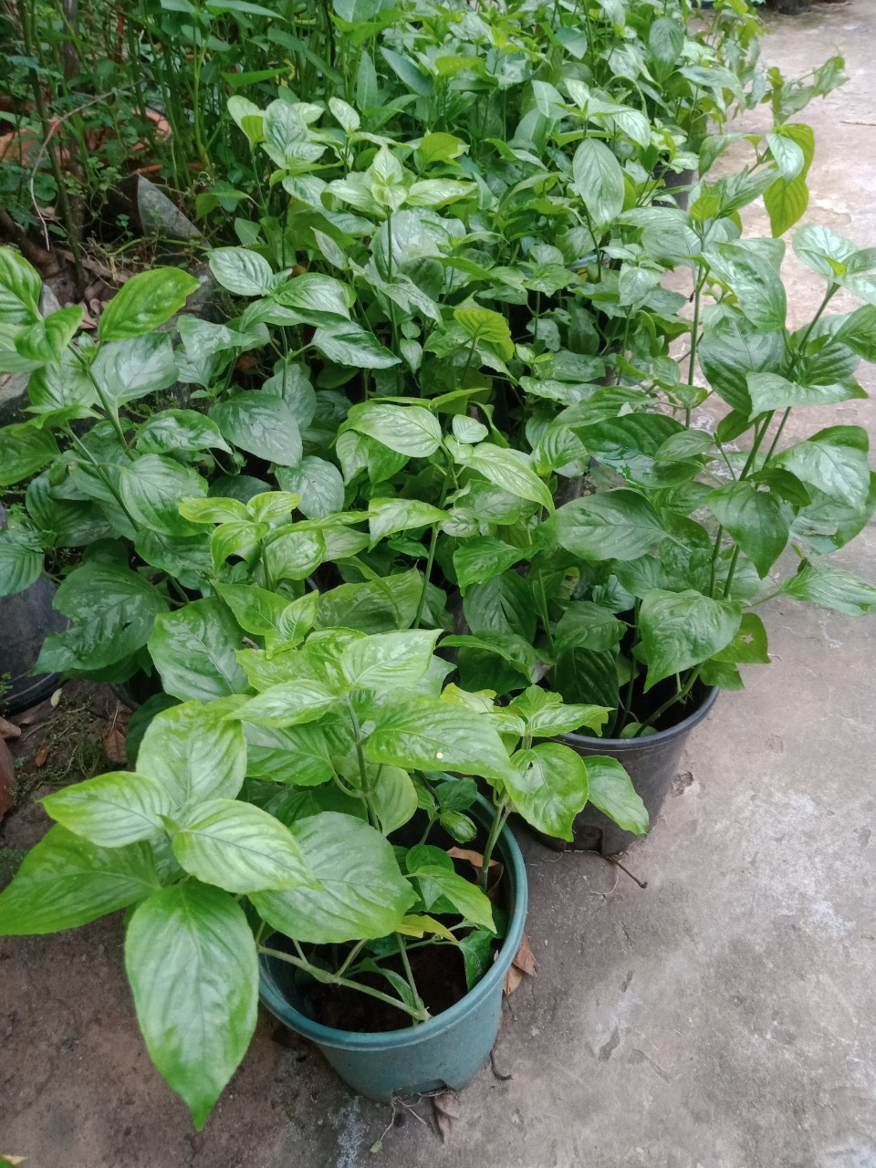 1kg Lá Cẩm Tím( giống chuẩn của người dân tộc, màu tím tươi )