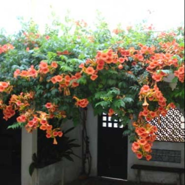 Dây hoa lan tiêu, mặt hàng đang được săn đón, chất lượng sản phẩm đảm bảo và cam kết hàng đúng mô tả